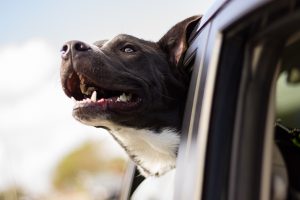 dog in car