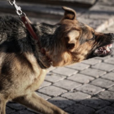 stock-photo-9765933-furious-german-shepherd Furious German shepherd